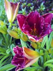 Red Day Lilies