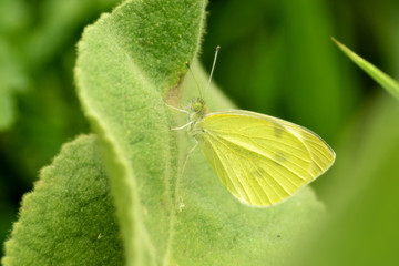 Yellow Saffron Butterfly