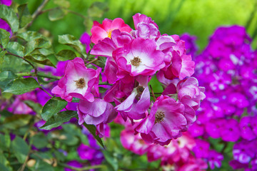 Bush of pink garden roses