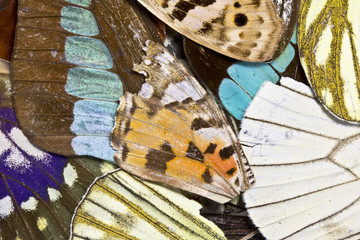 Obraz premium Close Up of Butterfly Wings