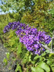 Fototapeta premium Purple Butterfly Bush