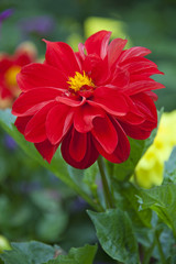 Red Dahlia flower in garden full bloom