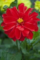 Obraz premium Red Dahlia flower in garden full bloom
