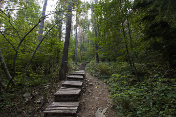Fototapeta na wymiar Wooden pathway stairs in the forest