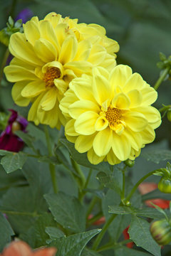 Yellow Dahlia flower in garden full bloom