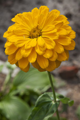 Yellow Dahlia flower in garden full bloom