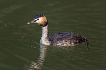 swimming great crested grebe (podiceps cristatus)