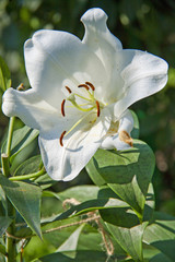 Fototapeta na wymiar White lily in the summer garden. 
