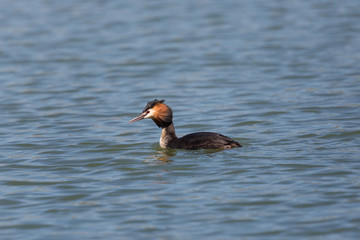 swimming great crested grebe (podiceps cristatus)