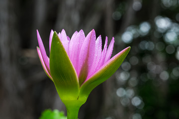 Beautiful waterlily or lotus flower with dew in sunshine