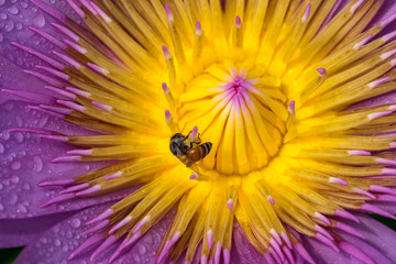 Close-up flower. A beautiful purple waterlily or lotus flower