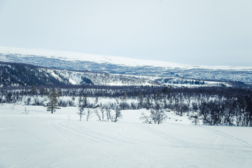 Fototapeta na wymiar A beautiful forest landscape of a snowy Norwegian winter day