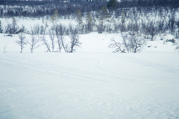 A beautiful forest landscape of a snowy Norwegian winter day