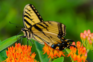 Tiger Swallowtail on butterfly weed