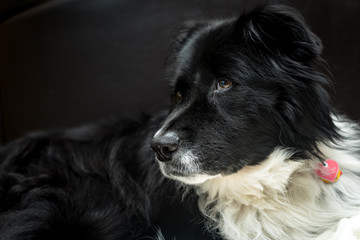 Black and white dog in a home at rest.