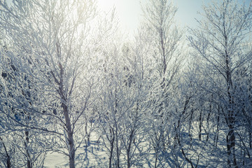 Fototapeta na wymiar A beautiful forest landscape of a snowy Norwegian winter day