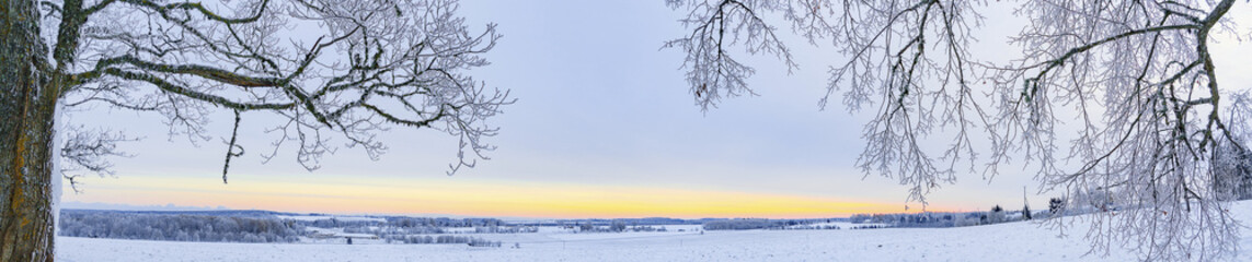 A landscape panorama of a field in the winter with tree branches before sunrise