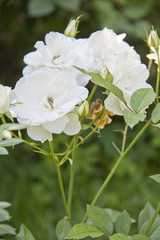 Obraz premium White garden rose flowers blossom in spring