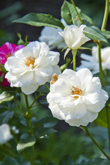 Fototapeta na wymiar White garden rose flowers blossom in spring