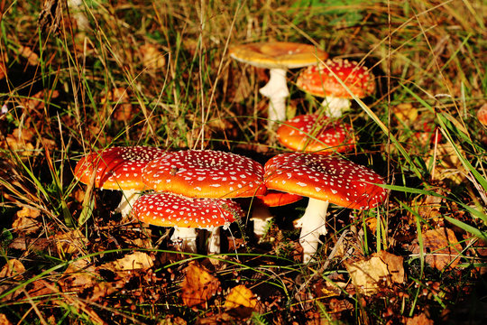 Under birches there are many poisonous mushrooms of red fly Amanita