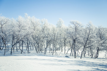 A beautiful forest landscape of a snowy Norwegian winter day