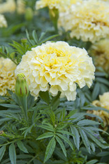 White marigold flowers close up in the garden