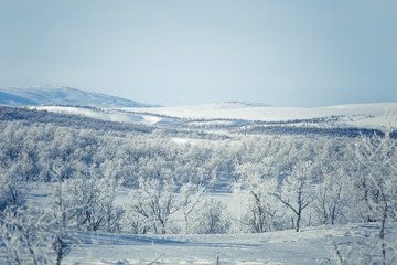 A beautiful forest landscape of a snowy Norwegian winter day