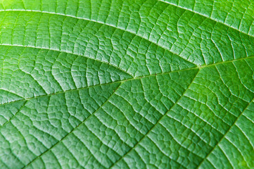 Texture of a green leaf as background