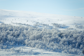 Fototapeta premium A beautiful forest landscape of a snowy Norwegian winter day