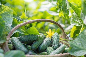 Cucumbers in the basket and blossom of cucumber on the vine , agriculture and harvest concept
