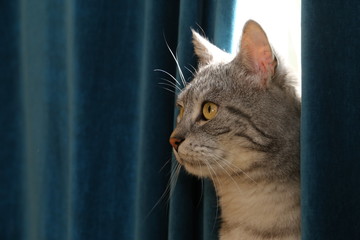 Katze auf der Fensterbank zwischen der Gardine