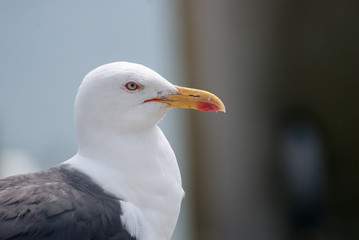 Seagull close up right