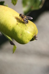 Abeille