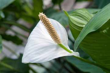 White Anthurium