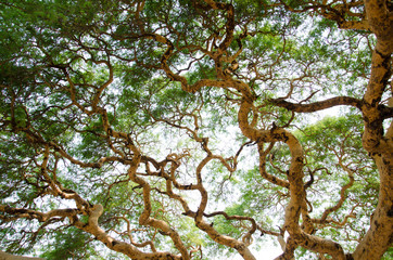 Twisted branches of acacia tree Vachellia leucophloea in Myanmar