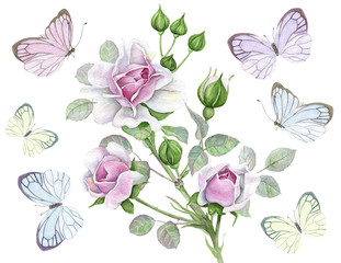 Watercolor pink roses and butterflies
