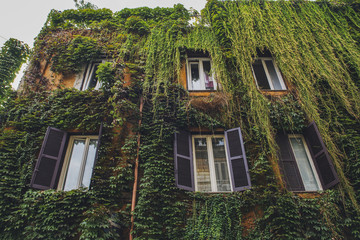 Windows with vegetation in Rome