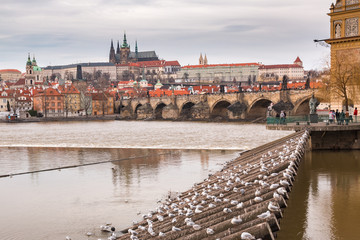 Obraz premium The Prague Castle and Charles bridge in the Czech Republic with flock of gulls in foreground.