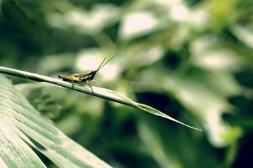 Grasshopper is a poultry