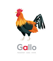 Rooster polygonal design. Geometric illustration. Abstract and modern logo.