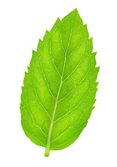 Fresh raw mint leaves isolated