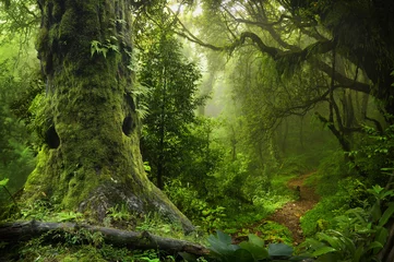 Abwaschbare Fototapete Olivgrün Nepalesischer Dschungel