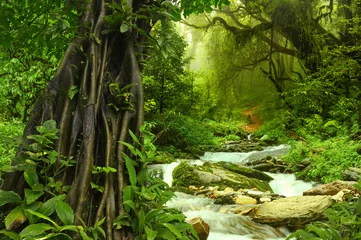 Foto auf Acrylglas Dschungel Nepalesischer Dschungel