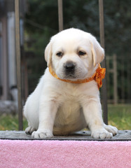 a little cute labrador puppy on a pink background