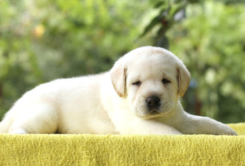 the little labrador puppy on a yellow background