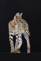 Serval als Studioaufnahme
