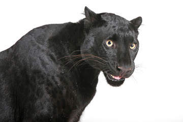 Panther Bagira als Freisteller