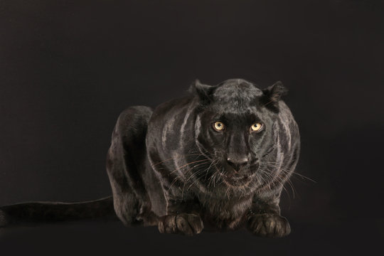 Schwarzer Panther als Studioaufnahme