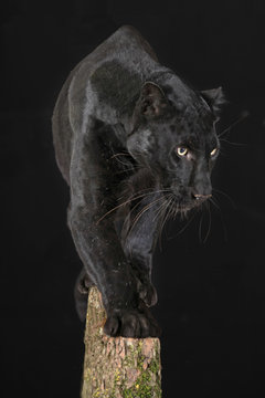 Panther vor schwarz im Studio