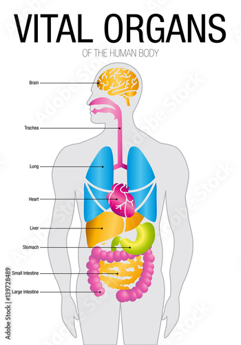 "Chart of VITAL ORGANS with parts name. Size: 21cm x 30cm - Vector